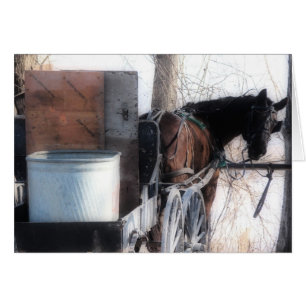 Hey There, Orton Effect, Amish Horse