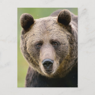 Hey You Bear Postcard