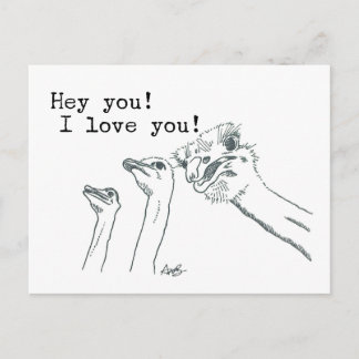 Hey You! I Love You! - Ostrich Post Card