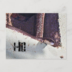Hi - Black Snake in the Basement Postcard