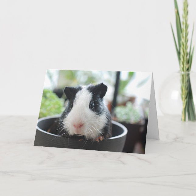 Hi Guinea Pig Card (Front)