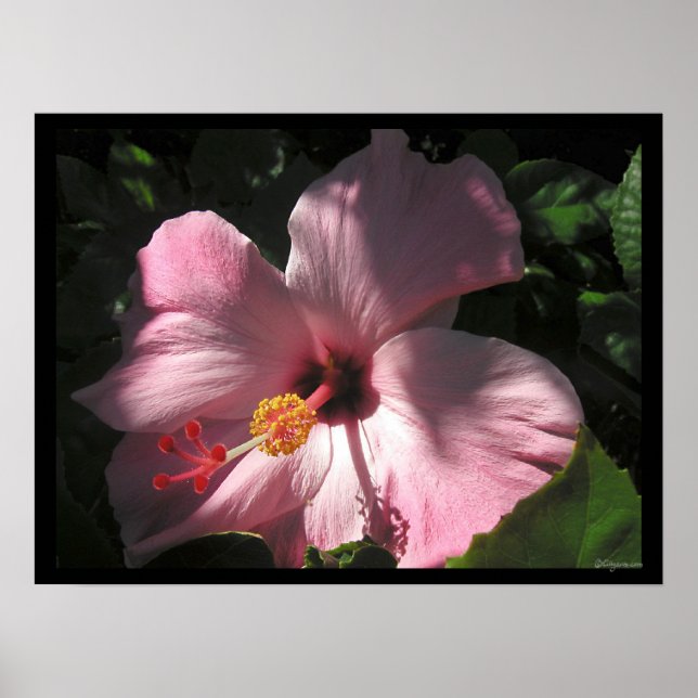 Hi Hibiscus Luscious Shadows Poster Print (Front)