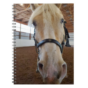 "Hi" horse Notebook