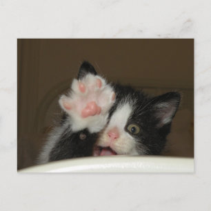 "HI" Kitten postcard