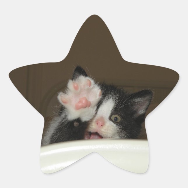Hi kitten star stickers (Front)