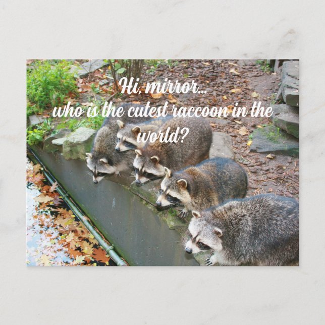 Hi Mirror Who Is The Cutest Funny Racoon  Postcard (Front)