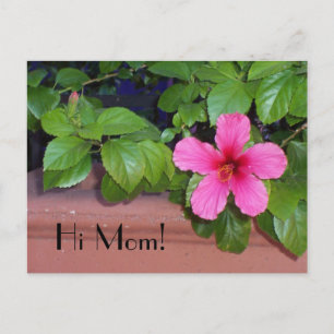 Hi Mum! Flower Postcard