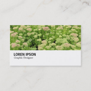 Hi-Phi - 0311 - Sedum (Autumn Joy) Business Card