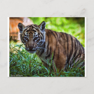 Hi-Res Sumatran Tiger Cub Postcard