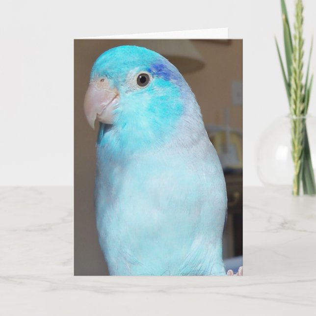 Hi there! Pacific Parrotlet Bird Greeting Card art (Front)