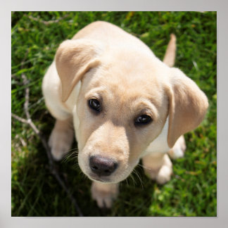 Hi There! (yellow Labrador retriever puppy) Poster