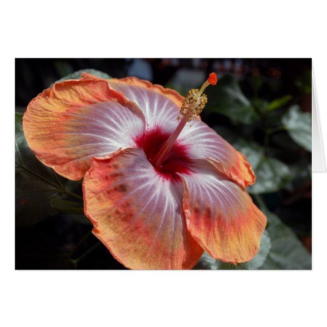 Hibiscus (Front Horizontal)
