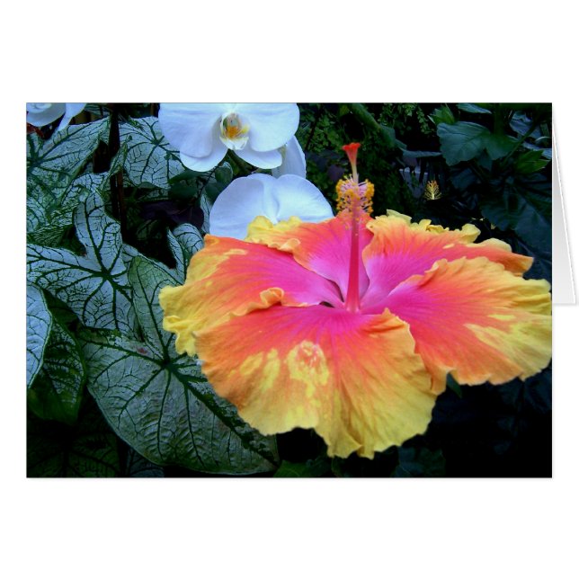 hibiscus (Front Horizontal)