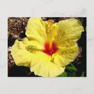 hibiscus 11 postcard