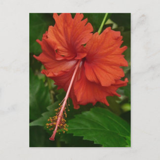 hibiscus 14 postcard