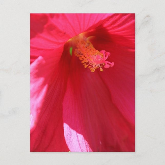 Hibiscus # 1 postcard (Front)