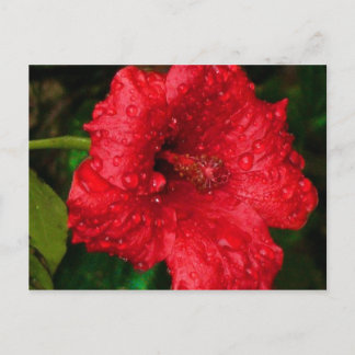 hibiscus 22 postcard