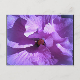 hibiscus 27 postcard