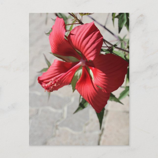 Hibiscus # 2 postcard (Front)