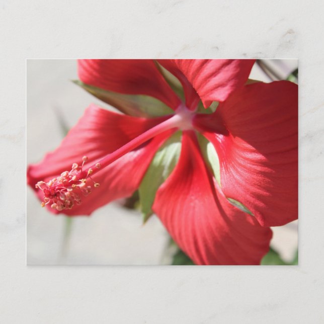 Hibiscus # 3 postcard (Front)