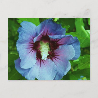 hibiscus 4 postcard