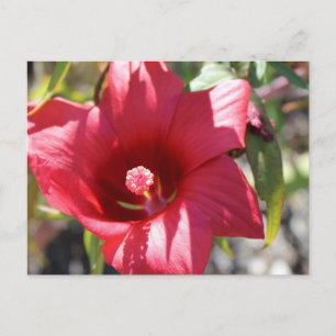 Hibiscus # 4 postcard