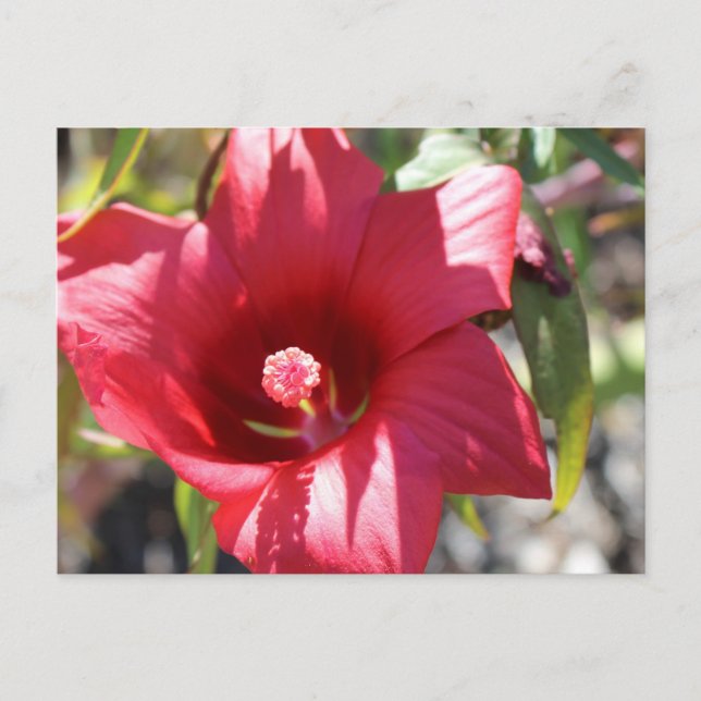 Hibiscus # 4 postcard (Front)