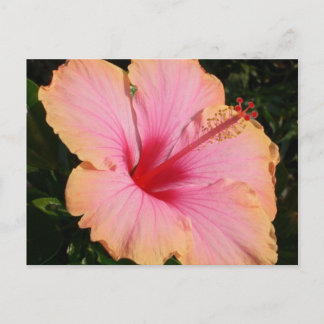 hibiscus 5 postcard
