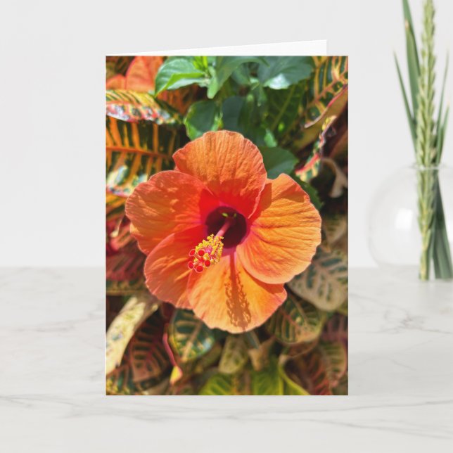 Hibiscus and Croton Card (Front)