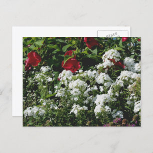 Hibiscus And Phlox Flower Garden Personalized Postcard