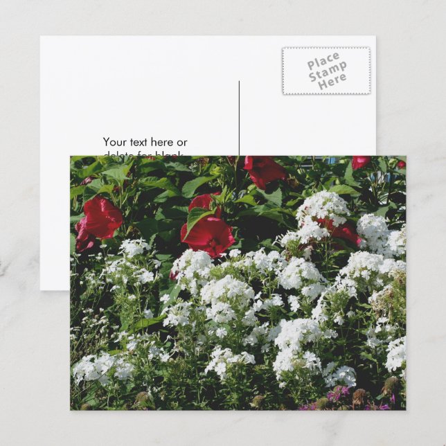 Hibiscus And Phlox Flower Garden Personalized Postcard (Front/Back)