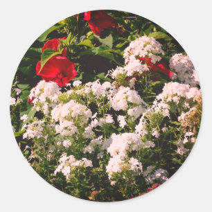 Hibiscus And Phlox Flowers Classic Round Sticker