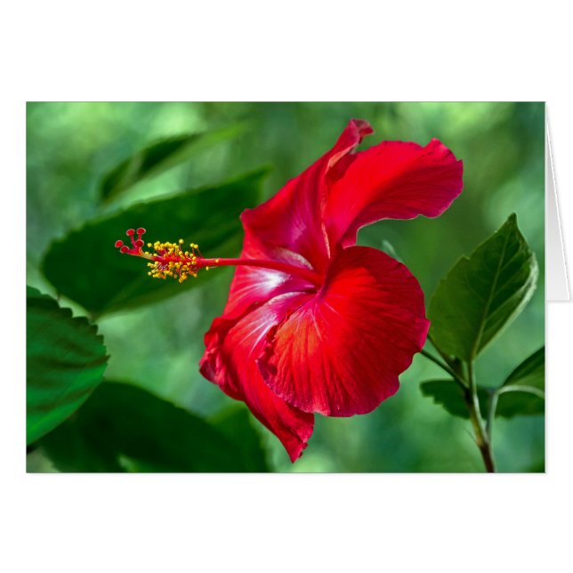 Hibiscus Blossom (Front Horizontal)