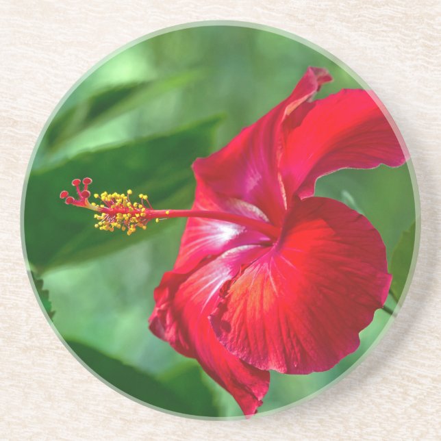 Hibiscus Blossom Coaster (Front)