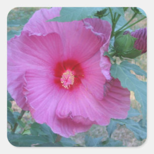 Hibiscus Blossom Sticker