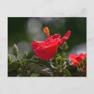 Hibiscus Blossoms And Buds Postcard