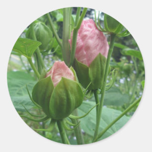 Hibiscus Buds Stickers