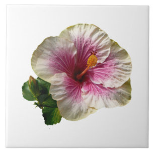 Hibiscus Candy Striper Ceramic Tile