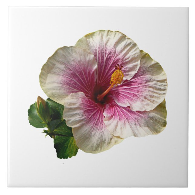 Hibiscus Candy Striper Ceramic Tile (Front)
