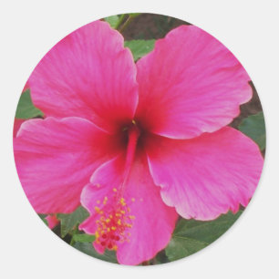 Hibiscus Classic Round Sticker