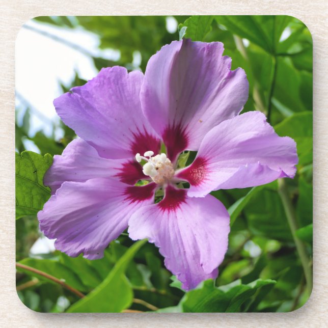 Hibiscus Coaster (Front)