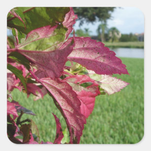 Hibiscus "Fire and Ice" Plant Square Sticker