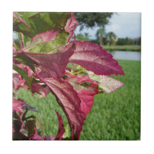 Hibiscus "Fire and Ice" Plant Tile