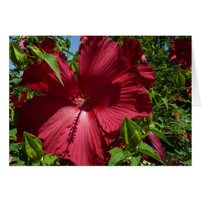 Hibiscus Flower and Blue Sky (Front Horizontal)