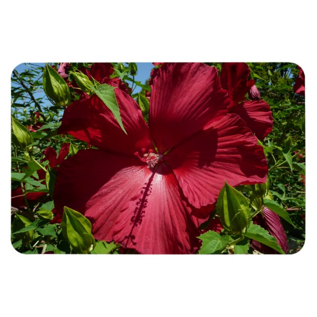 Hibiscus Flower and Blue Sky Magnet (Horizontal)