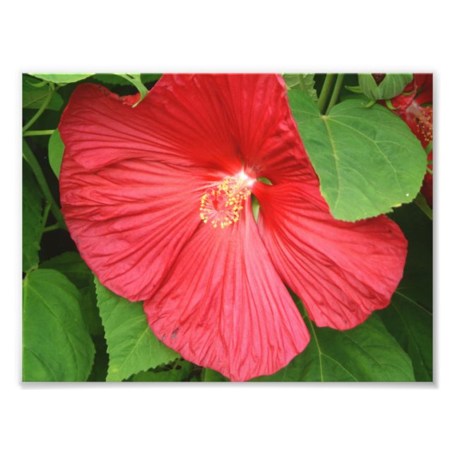 Hibiscus Flower Bright Magenta Floral Photo Print (Front)