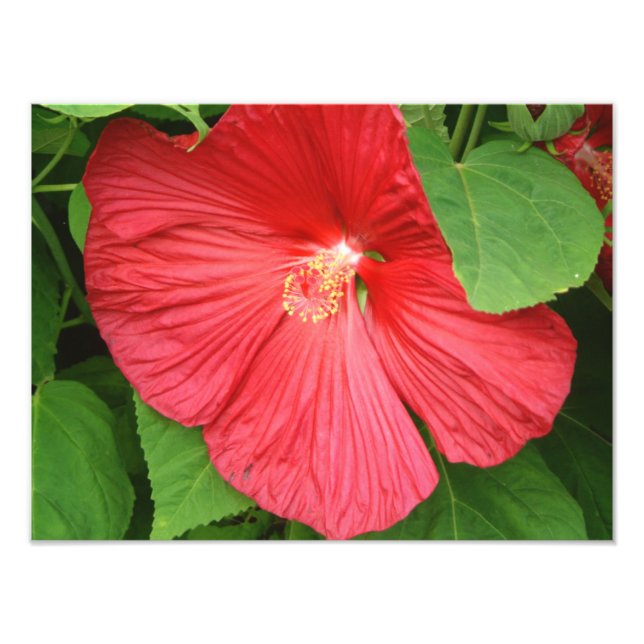 Hibiscus Flower Bright Magenta Floral Photo Print (Front)