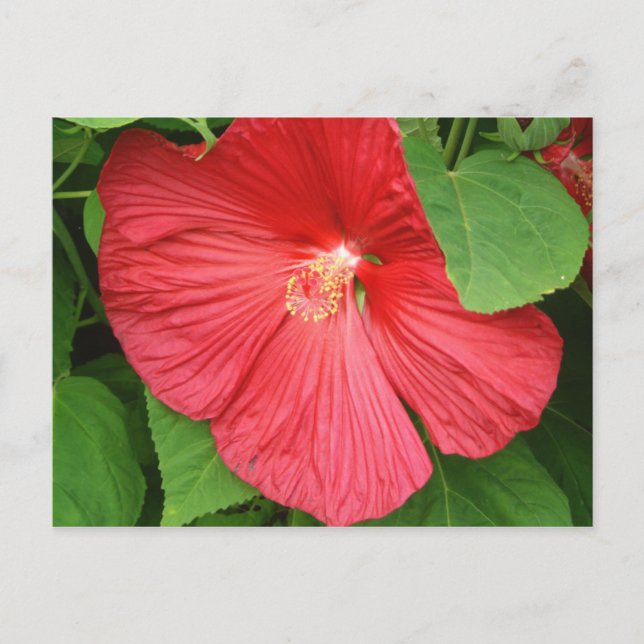 Hibiscus Flower Bright Magenta Floral Postcard (Front)