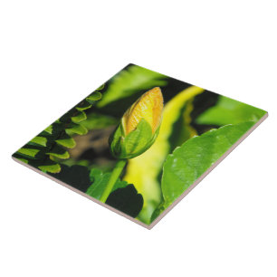 Hibiscus Flower Bud Ceramic Tile