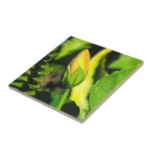Hibiscus Flower Bud Ceramic Tile